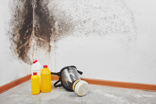 Best HVAC Mold Remediation in Lenexa, KS
