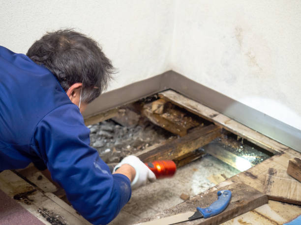 Best Localized Mold Remediation (e.g., coastal areas, humid climates) in Lenexa, KS
