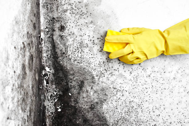 Best Mold Testing and Inspection Services in Lenexa, KS