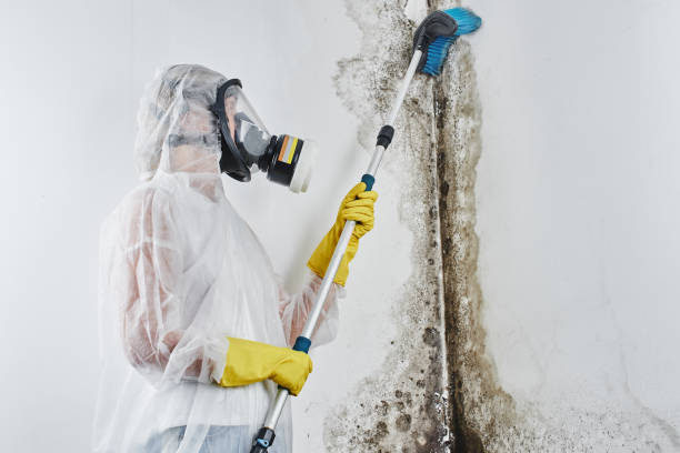 Best Commercial Mold Remediation in Lenexa, KS