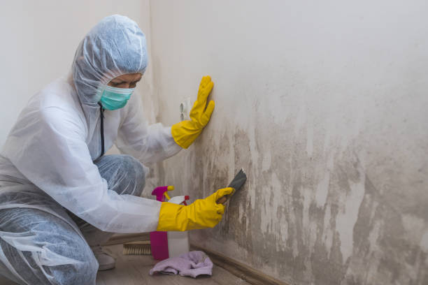 Best Kitchen Mold Remediation in Lenexa, KS