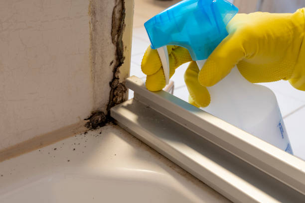 Best Mold Remediation for Specific Building Types in Lenexa, KS