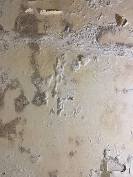 Professional Mold Remediation in Lenexa, KS
