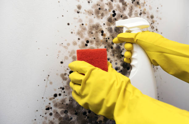 Best Basement Mold Remediation in Lenexa, KS