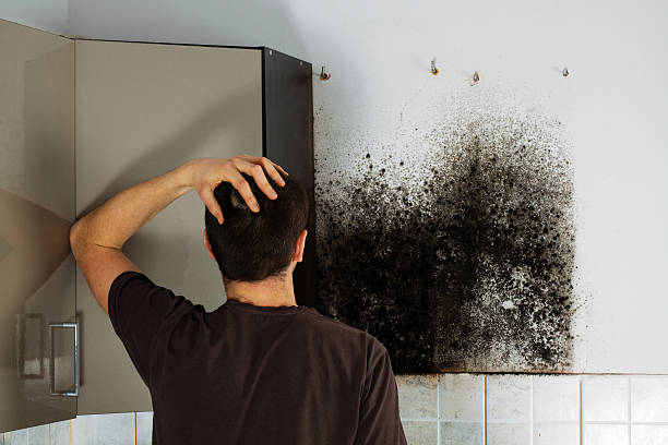 Best White Mold Remediation in Lenexa, KS