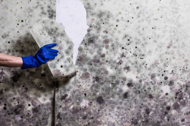 Best Insurance-Related Mold Remediation in Lenexa, KS