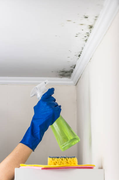 Best Health and Safety Mold Remediation in Lenexa, KS